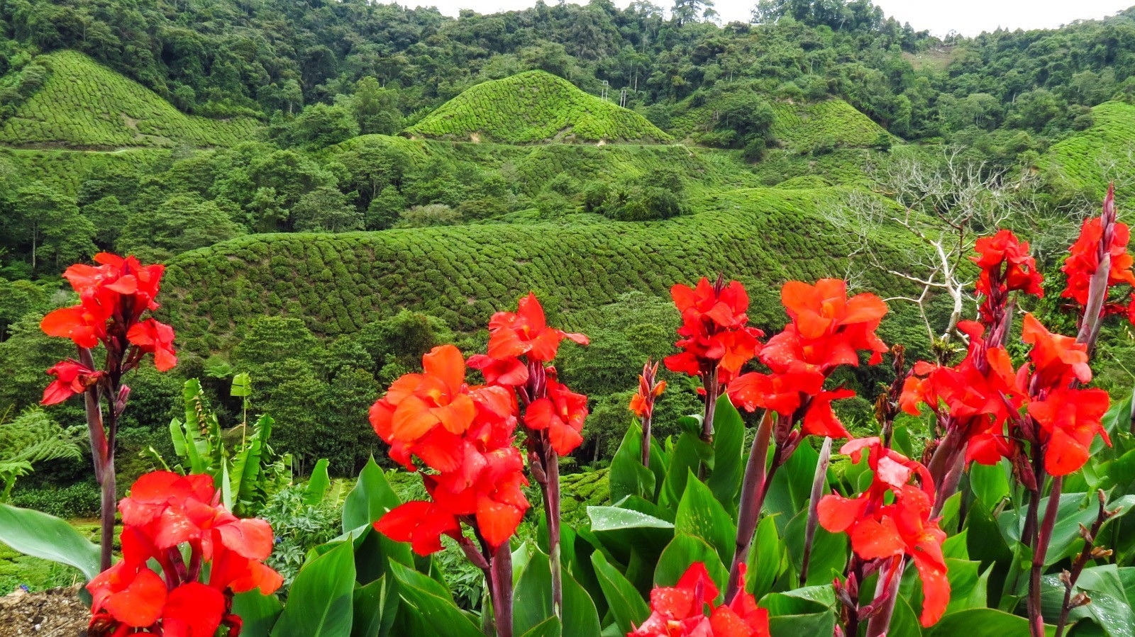 الكاميرون هايلاند