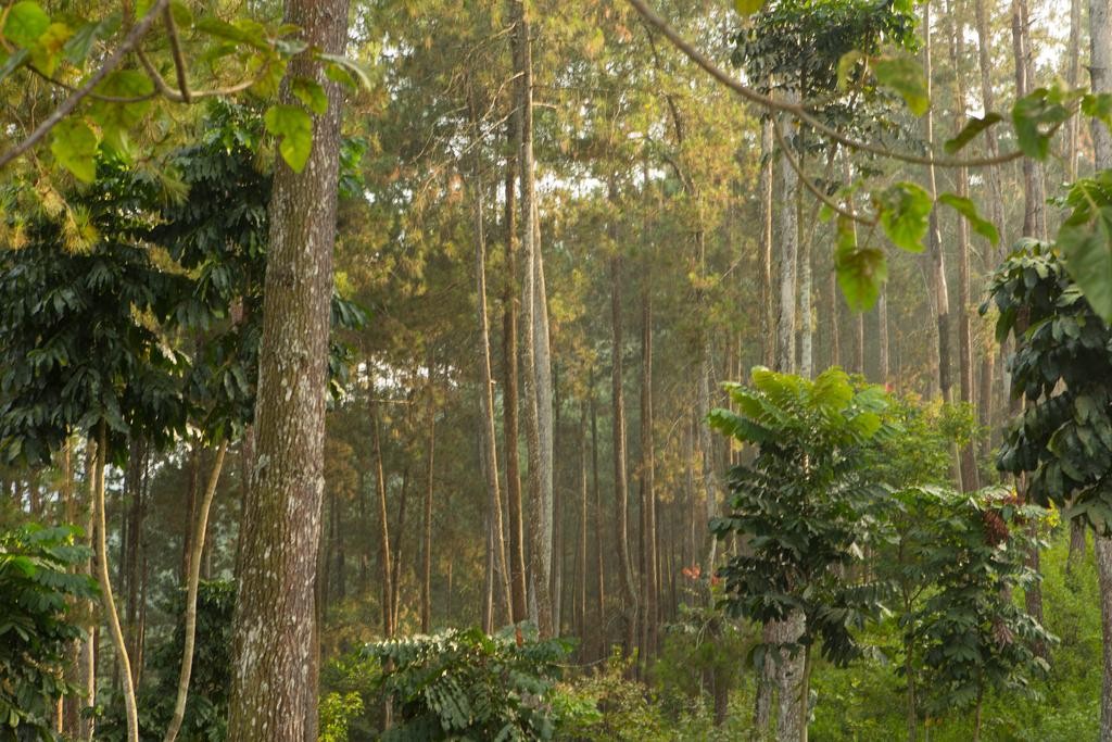 فندق انتركونتننتال باندونق اندونيسيا