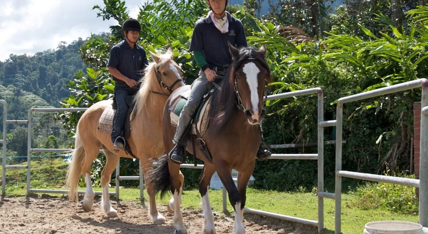 فندق كولمار تروبيكال بوكيت تنجي ماليزيا 